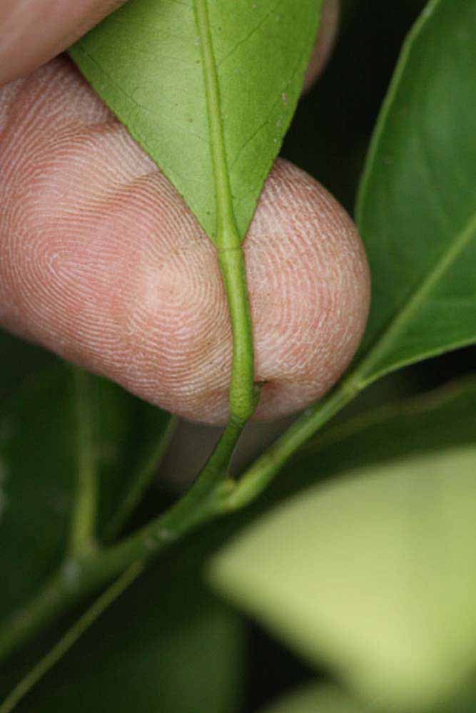              Petiole (Riverside, CA)       